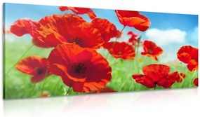 Stampa su tela – Fiori di papavero nel prato