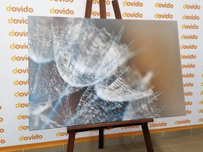 Quadro su tela – Macro soffione su sfondo