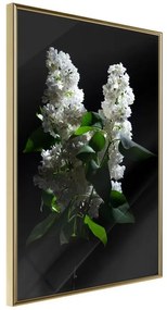 Poster  White Lilac  Cornice Quadri Cornice d'oro, Larghezza x Altezza Home decor 20x30