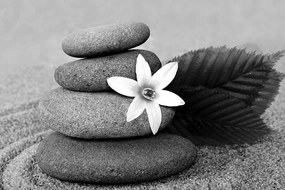 Stampa su tela – Fiore e pietre nella sabbia in bianco e nero