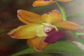 Stampa su tela – Orchidea arancione