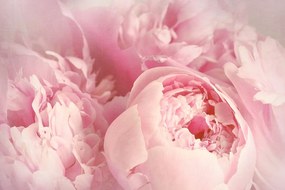 Carta da parati – Petali di fiore