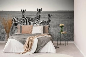 Carta da parati autoadesiva – Tre zebre in bianco e nero nella savana