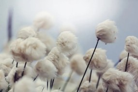 Carta da parati – Fiori di cotone artici