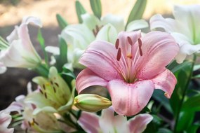 Carta da parati – Giglio rosa in fiore