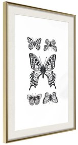 Poster  Butterfly Collection IV  Cornice Quadri Cornice d'oro con passe-partout, Larghezza x Altezza Home decor 20x30