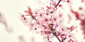Quadro su tela – Fiori rosa di ciliegio