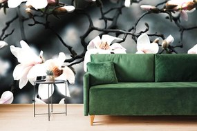 Carta da parati – Magnolia che si sveglia al sole