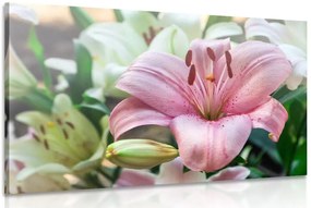 Stampa su tela – Gigli in fiore nel giardino