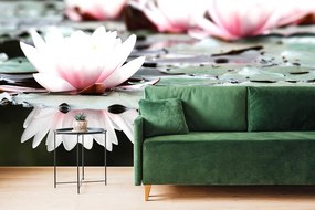 Carta da parati – Fiore di loto