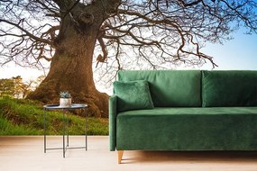 Carta da parati – Simbiosi degli alberi