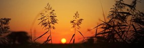 Stampa su tela – Steli d'erba al tramonto