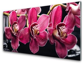 Quadro su vetro Fiori Steli di orchidea Natura 100x50 cm