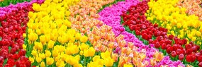 Stampa su tela – Tulipani variopinti