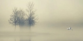 Stampa su tela – Alberi nella nebbia