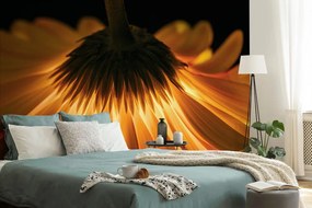 Carta da parati – Gerbera su sfondo scuro