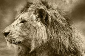 Stampa su tela – Leone africano in seppia