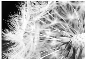 Fotomurale Black and white dandelion