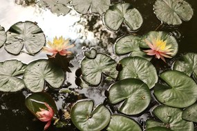 Carta da parati – Fiore di loto in giardino