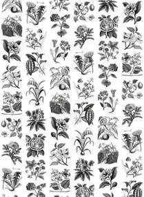 Rebel Walls Carta da parati panoramica Fruit & Flora - Black/ White