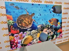 Stampa su tela – Mondo sottomarino