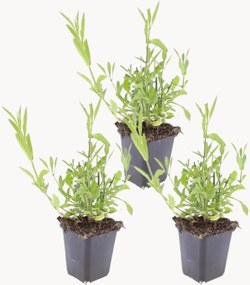 Set di 3 piante vere Verbena Bonariensis