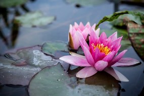 Carta da parati – Fiore di loto rosa