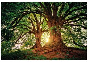 Carta da parati autoadesiva – Alberi maestosi