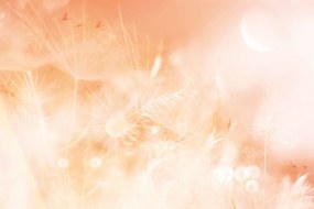 Carta da parati – Soffione al sorgere del sole Peach Fuzz