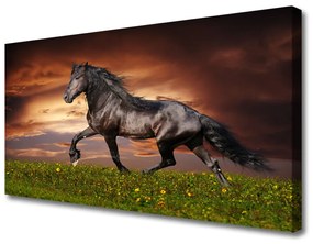 Quadro su tela Animali del prato del cavallo nero 100x50 cm