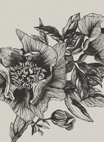 Coordonne Carta da parati panoramica Giant Peonies - Ink