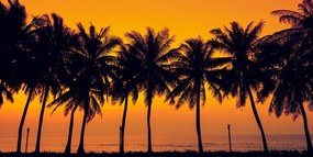 Stampa su tela – Tramonto sulle palme