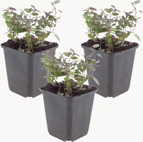 Set di 3 piante vere Oregano Origanum laevigatum Herrenhausen