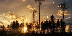 Stampa su tela – Sera nella foresta