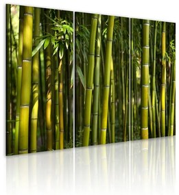 Quadro Bambu' e il verde  Colore Giallo, Dimensioni e Misure 60x40