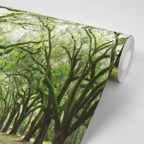 Fotomurale – Alberi in abbraccio