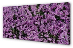 Quadro su tela Fiori viola 100x50 cm