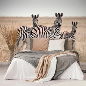 Carta da parati autoadesiva – Tre zebre nella savana