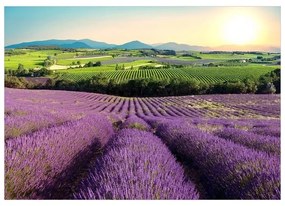 Fotomurale adesivo Lavender Field