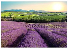 Fotomurale adesivo  Lavender Field  Larghezza x Altezza Home decor 98x70