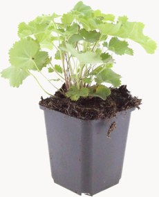 Set di 12 piante vere Lady's Mantle Alchemilla Mollis