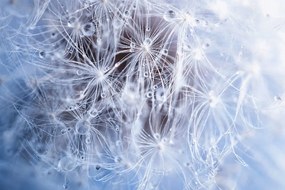 Carta da parati – Soffione macro