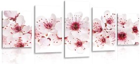 Quadri 5 pezzi – Fiori di ciliegio