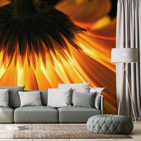 Carta da parati – Gerbera su sfondo scuro