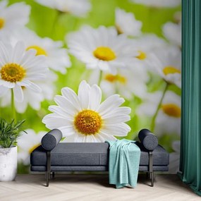 Carta da parati – Prato primaverile pieno di fiori