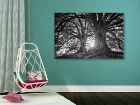 Quadro su tela – Alberi maestosi in bianco e nero