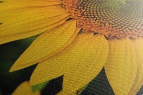Stampa su tela – Girasole giallo