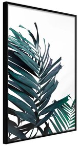 Poster Evergreen Palm Leaves  Cornice Quadri Cornice nera, Larghezza x Altezza Home decor 20x30