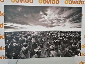 Quadro su tela – Alba sopra il prato con tulipani in bianco e nero