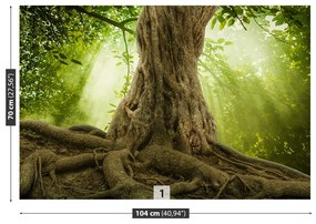 Carta da parati Grandi radici dell'albero 104x70 cm